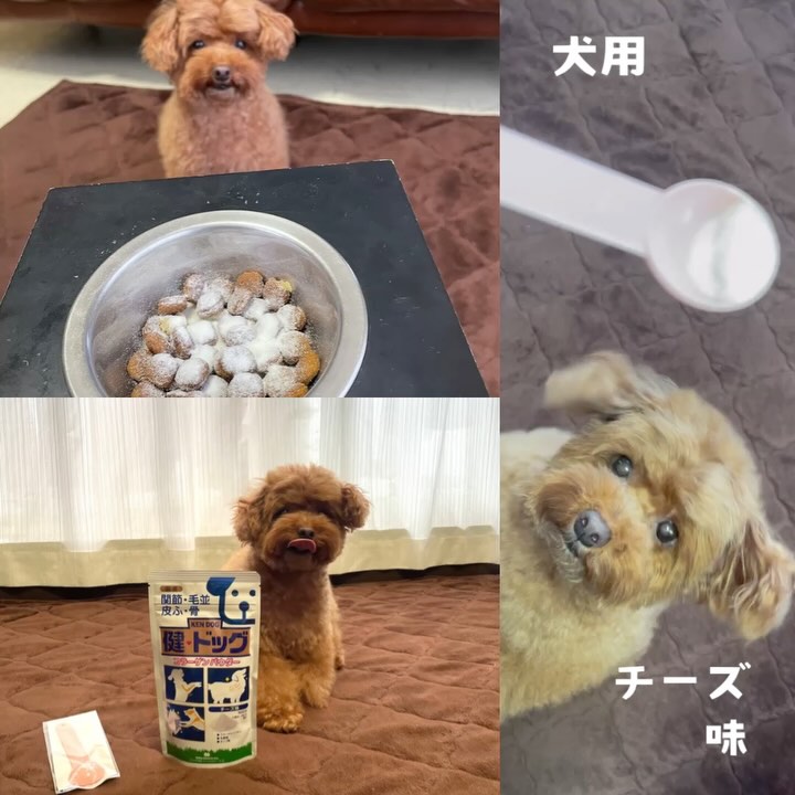 口コミ投稿：もふは、ジャンプするし、謎に逆立ちする事もある子なので、足腰のサポートに良いか…