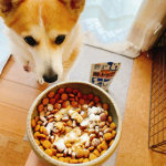 ミルクちゃん🐶コラーゲン始めて１ヶ月！何となく足腰強くなった？？お散歩の足取り軽やか🐾🐾ずっと寝てた後はよっこらしょって立ち上がってたけど…最近立ち上がりも軽い？🐶にもコラーゲンなんやね！私…のInstagram画像