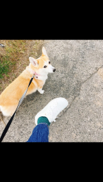 新しいスニーカー👟これ普通のスニーカーじゃない！！何と！お腹まわりの筋肉にアプローチするスニーカー‼️靴底は柔らかくソールに凹凸があって靴のつま先部分が広いから歩いていると足の指が広がる。背…のInstagram画像