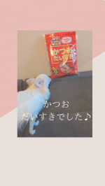 @prebushi_marutomo かつお　だいすきでした♡タンパク質もとれて、おやつにあげていますそのままでもパクパク食べました#PR #マルトモ株式会社 #何が当たるかお楽しみ #m…のInstagram画像