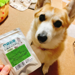 ミルクちゃん🐶美味しくてお気に入り😊いぬだペプチド。落ちたら慌てて食べた！もっと〜ってアピールも！笑元気な生活、免疫力向上、関節の健康を維持‼️まだまだ元気な１３歳😃#PR #日本予防医…のInstagram画像
