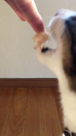 #PR マルモトだいすきシリーズのかつおぶし〜ベルもスズもかつおぶし大好きなんです🐕🐈🐟袋を開けた瞬間食べたい食べたい〜早く早く〜って😋わたしが良い香りすぎて食べたいわ笑パリパリ…のInstagram画像