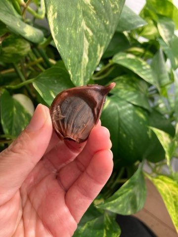 口コミ：青森県産 熟成黒にんにく「黒青森」を食べてみた。まるでドライフルーツ！の画像（6枚目）