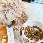 今年で15歳になったので人間に換算すると76歳だそうです。なので、耳も遠くなり食も随分と細くなって来たので「MRE成分（MRE新酵素）」にBiProGE®乳酸菌配合の犬・猫用 液体サプリ…のInstagram画像