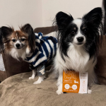 株式会社スターネット様からMRE Dog Proを提供いただきました！今回は雷と美輝(みら)にご協力いただきました！ MRE成分とBiProGE乳酸菌を配合した、摂取しやすい液体サプリメントです…のInstagram画像