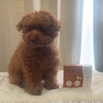 大切なペットの健康をサポートする「愛犬・愛猫用サプリメント」MRE Dog Pro液体なので、そのままあげるとちょっとうろたえてしまったので、いつものフードにかけています😊『いらないです…のInstagram画像