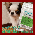 【ペットサプリ】関節・免疫・元気をトータルサポート！あの、イミダペプチドのペット用🐶その名も「いぬだペプチド」！！先々週、去勢手術を終えてオトナの階段を昇ったチルチルに与えてみました♡@jap…のInstagram画像