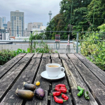 先日の屋上。庭仕事をしていました😊．引き続き、夏野菜の苗とさよならしながら、秋冬のお野菜の準備をしています。種まきをした春菊、青梗菜、小松菜、高菜、野沢菜、ガーデンレタスミックスなども成長して…のInstagram画像