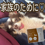 冬毛が早々に抜け出したラテちゃん🐾膝上があったかいようで仕事中はずーーーーっとここです🐶この MRE成分（MRE新酵素）配合のサプリメント は、フードにサッとかけるだけで 内側から不要なものを押…のInstagram画像