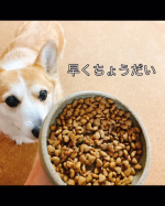 しあわせのキューブ！冷凍で1キューブ15gミルクちゃんのフードに。今日は1日。フィラリアのお薬の日。お薬混ぜたごはんにしあわせのキューブもまぜまぜ。美味しそうに食べてる😋あっという間に完食…のInstagram画像