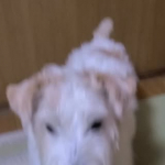 15歳になっても食欲旺盛なぺー。ごはんタイムが一番嬉しそう😁しかも、エゾシカ肉と新鮮有機ベビーリーフでできた『しあわせのキューブ』入りだもんね。爆食いが止まらない🎶#PR #寺岡家 #てらおかけの愛…のInstagram画像