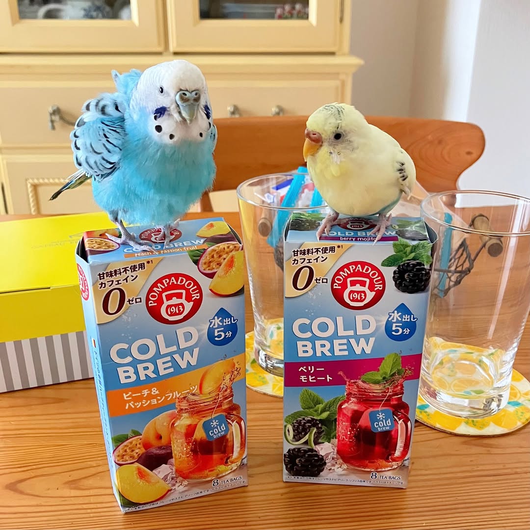 口コミ投稿：ポンパドール の『コールドブリュー』で、夏のティータイムを楽しもう！😋🐥🐥. 『コー…
