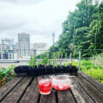 先日の屋上。ガーデニングをしていました😊．最近は早起き＆夜は釣り用のヘッドライトをつけて庭仕事をしています。ミニトマトの葉を洗ったり、植え付けが遅くなりましたがミニズッキーニやミニきゅうり、…のInstagram画像