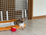 口コミ/ブログ記事の画像