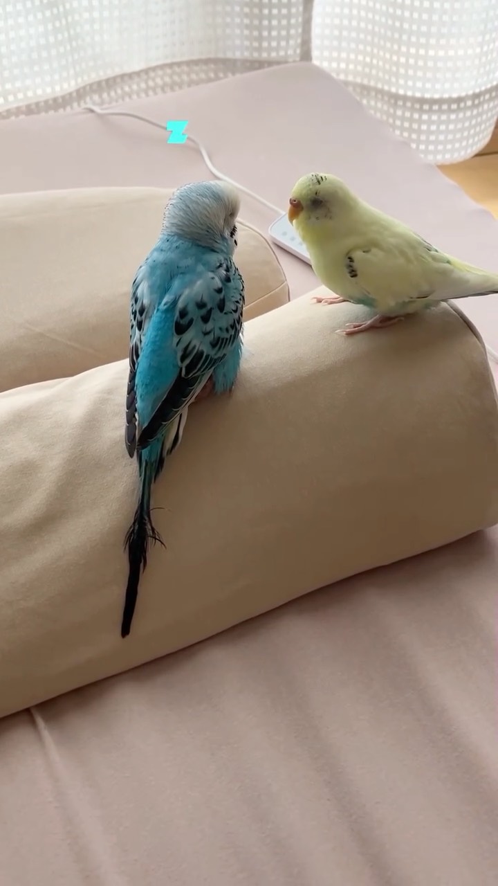 口コミ投稿：『首と肩がホッとする枕PLUS』で、ママがリラックスして寝られるよ！🐥😴🐥.『首と肩が…