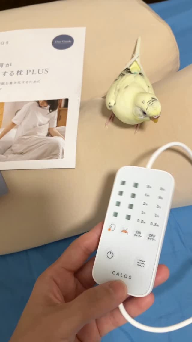 口コミ投稿：『首と肩がホッとする枕PLUS』で、ママがリラックスして寝られるよ！🐥😪.『首と肩がホ…