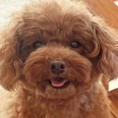 口コミ：【W洗顔不要】徹底毛穴ケア★薬用天然クレンジング「DoWhite+」の画像（13枚目）