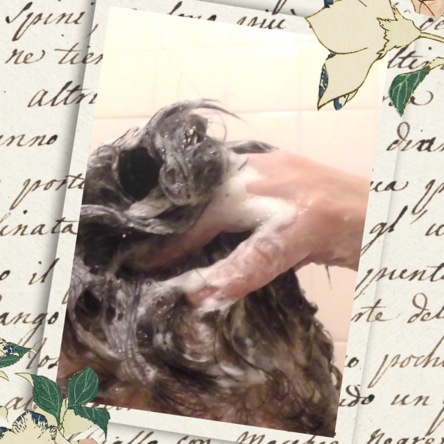 口コミ：【3137】オーガニックのオールインワンシャンプー②の画像（6枚目）