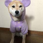 「家族」【犬猫飼い主さま限定/画像投稿イベント】ハッピーハロウィン！ねこちゃん・わんちゃんの仮装したかわいいお顔、みーせて♡の投稿画像