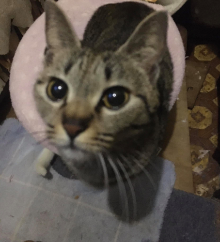 トイレでおしっこの画像（1枚目）