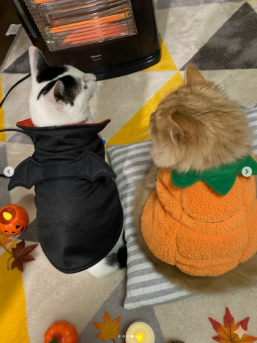 ハロウィンの画像（1枚目）