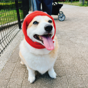 「いちごちゃん」【犬猫飼い主さま限定/画像投稿イベント】ハッピーハロウィン！ねこちゃん・わんちゃんの仮装したかわいいお顔、みーせて♡の投稿画像