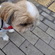 「愛犬は家族」【犬猫飼い主さま限定/画像投稿イベント】ハッピーハロウィン！ねこちゃん・わんちゃんの仮装したかわいいお顔、みーせて♡の投稿画像