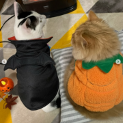 「ハロウィン」【犬猫飼い主さま限定/画像投稿イベント】ハッピーハロウィン！ねこちゃん・わんちゃんの仮装したかわいいお顔、みーせて♡の投稿画像