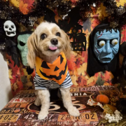 「ハロウィン」【犬猫飼い主さま限定/画像投稿イベント】ハッピーハロウィン！ねこちゃん・わんちゃんの仮装したかわいいお顔、みーせて♡の投稿画像