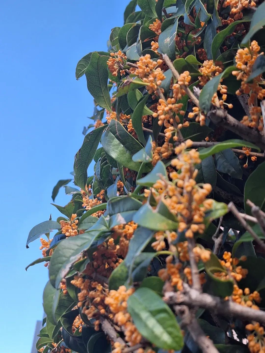 口コミ投稿：.お料理投稿ではありませんが💦この季節になると、どこからともなく漂ってくる甘いや…