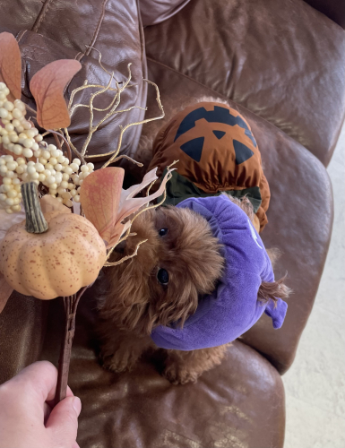 コウモリとかぼちゃの画像（1枚目）