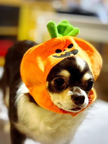 よろしくお願いします！の画像（1枚目）