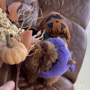 「コウモリとかぼちゃ」【犬猫飼い主さま限定/画像投稿イベント】ハッピーハロウィン！ねこちゃん・わんちゃんの仮装したかわいいお顔、みーせて♡の投稿画像