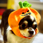 「よろしくお願いします！」【犬猫飼い主さま限定/画像投稿イベント】ハッピーハロウィン！ねこちゃん・わんちゃんの仮装したかわいいお顔、みーせて♡の投稿画像