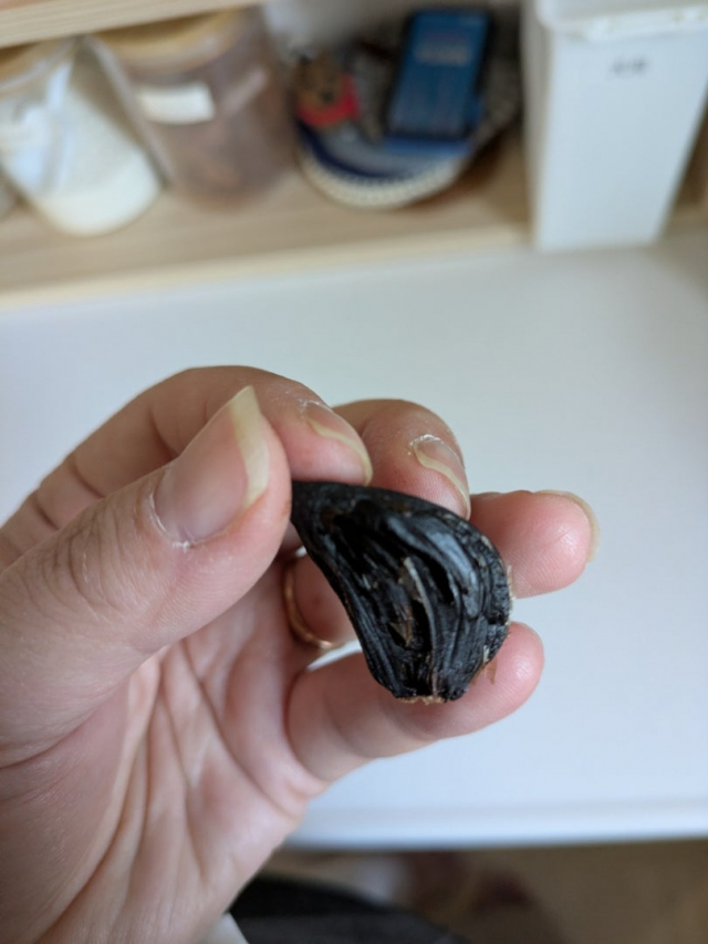 口コミ：習慣にしたいデッカイ美味しい黒ニンニクの画像（5枚目）