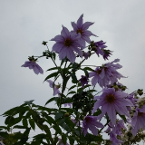 口コミ/ブログ記事の画像