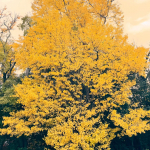 銀杏の木と𖤣𖥧𖥣𖡡𖥧𖤣うさぎのロペと𓃺♡コーヒーと☕︎#PR #野菜をMOTTO #野菜をもっと #野菜スープ #お雑煮 #新商品 #monipla #monmarche_fanのInstagram画像