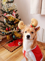 🐟 マルトモ だいすきシリーズ〈かつお〉袋を開けた瞬間から反応◎かつおの香りがしっかりで、素材そのままの美味しさ。毎日のごはんがちょっと楽しみになるトッピング🐾🐟 マルトモ だいすきシリーズ〈&hellip;のInstagram画像