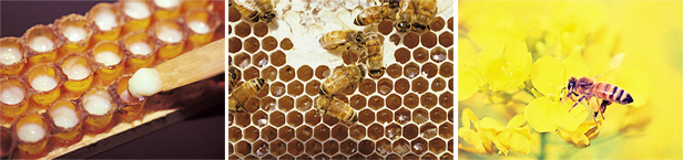 蜂の子イメージ画像