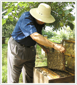ミツバチと付き合って半世紀以上のベテラン養蜂家