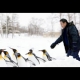 イベント「【ペンギンストラップをプレゼント！】どの動物が好きですか？」の画像