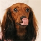 イベント「愛犬募集♪DDフード☆おいしいお顔のモデル犬第１弾☆大募集」の画像
