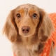 イベント「愛犬募集♪DDフード☆おいしいお顔のモデル犬第2弾☆大募集」の画像