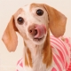 イベント「【愛犬募集♪】DDフード☆おいしいお顔のモデル犬☆大募集！！」の画像