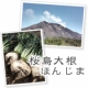 イベント「今が旬！ほのかな甘みとみずみずしさが絶品。火山の大地が生んだ桜島大根「ほんじま」」の画像
