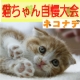 【「ネコナデ」DVD発売記念】猫ちゃん自慢大会開催！/モニター・サンプル企画