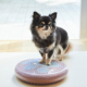 【インスタ募集】Living with Pets 犬用 バランスディスクをお試しいただける方5名！/モニター・サンプル企画