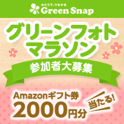 「Amazonギフト券2000円分が当たる！『グリーンフォトマラソン』参加者大募集」の画像、GreenSnapのモニター・サンプル企画