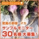 驚異の野菜・マカ5日分サンプルモニターさん大募集！/モニター・サンプル企画