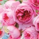 イベント「プロトリーフと一緒にバラ栽培！国際バラとガーデニングショウご招待♪」の画像